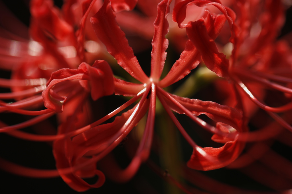 紅