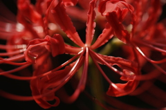 紅