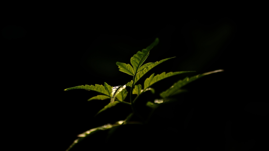 IMG_3828