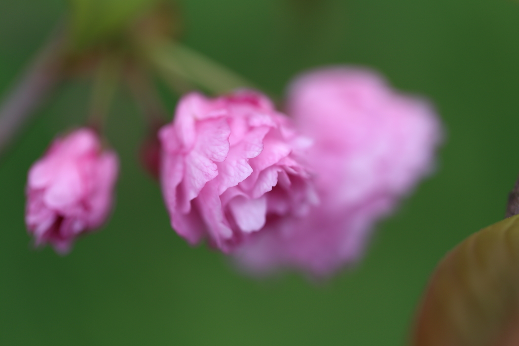 Double Cherry