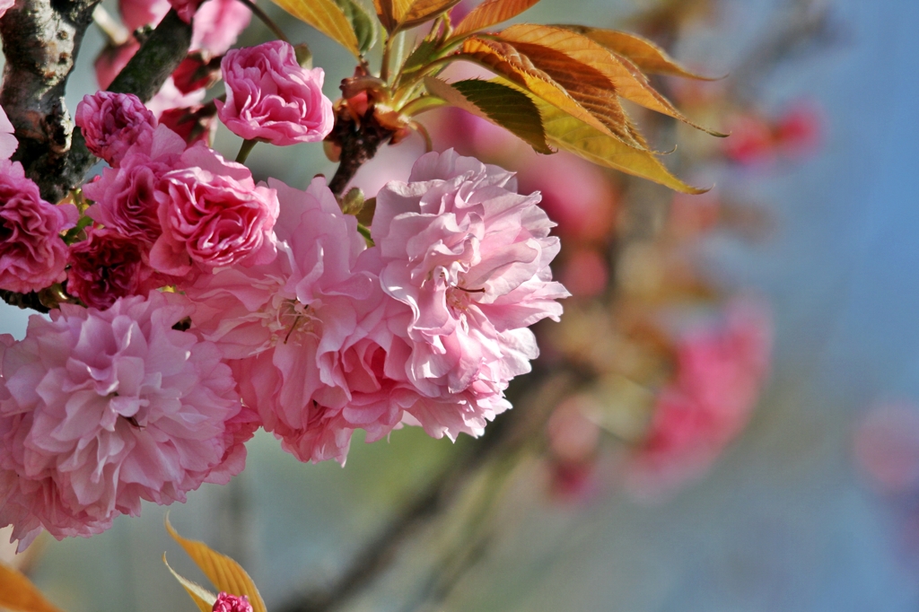牡丹桜