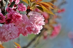 牡丹桜