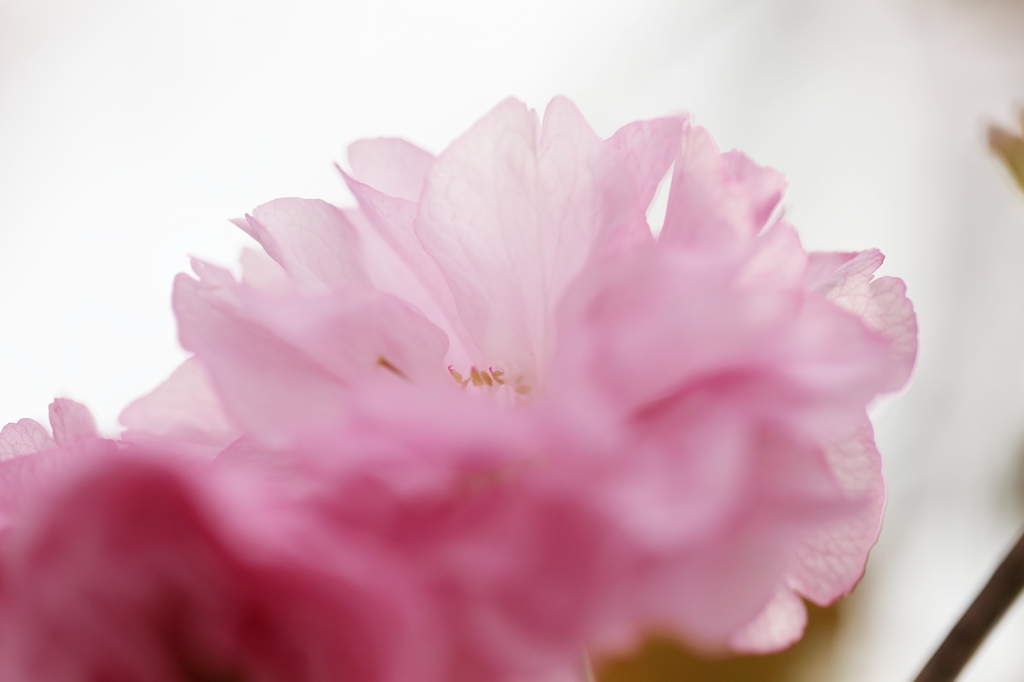 牡丹桜
