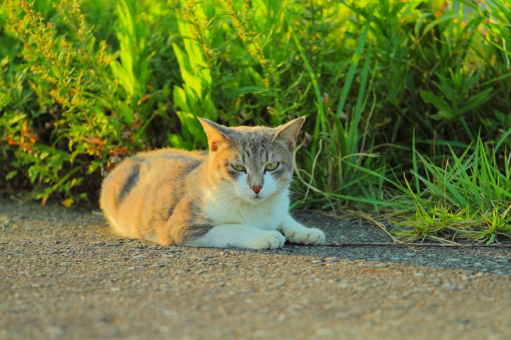 Stray cat