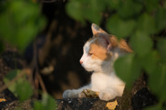 今日のにゃんこ