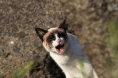 あくび