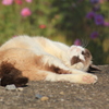ミックス（猫）