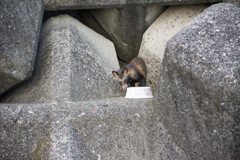 今日のタヌキ