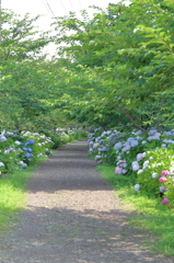 紫陽花小道