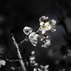DPP_1785