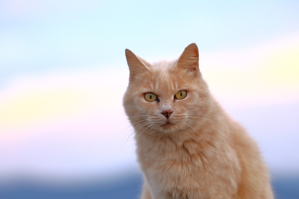 夕暮れ猫　其の三