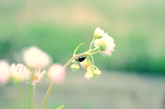 Ladybug