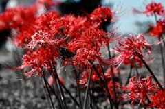 紅色