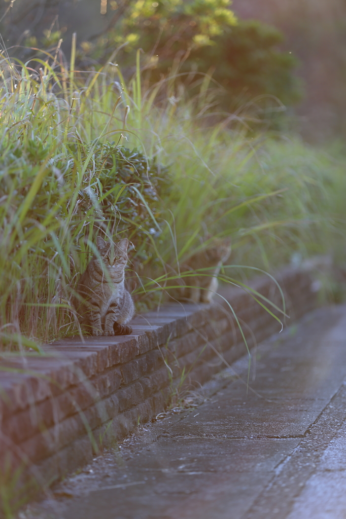 ねこ
