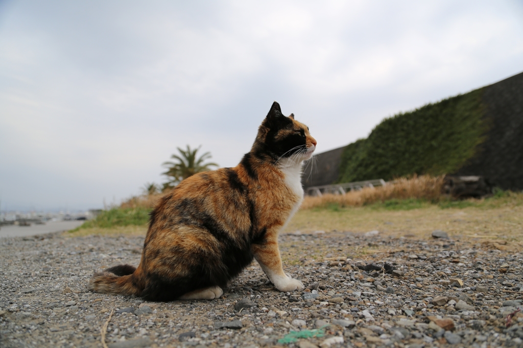 漁港の猫