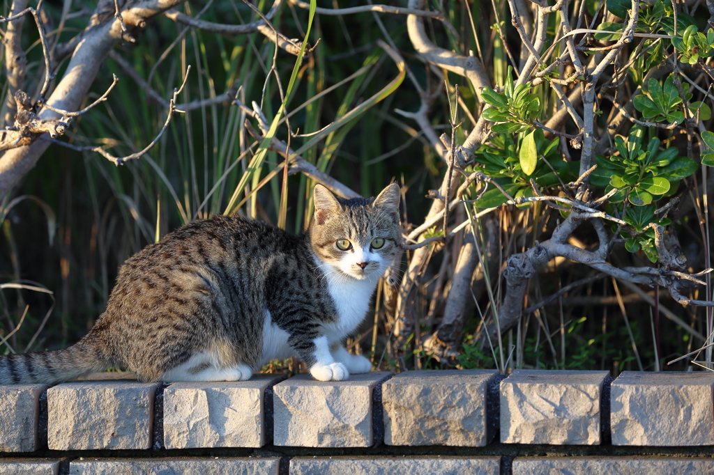 子猫