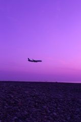 Fly in the sky purple