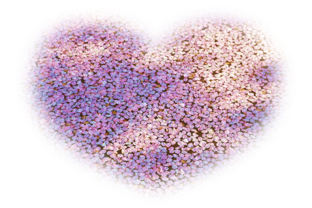 花弁