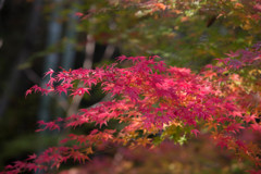 紅染