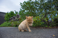 今日のチャトラン