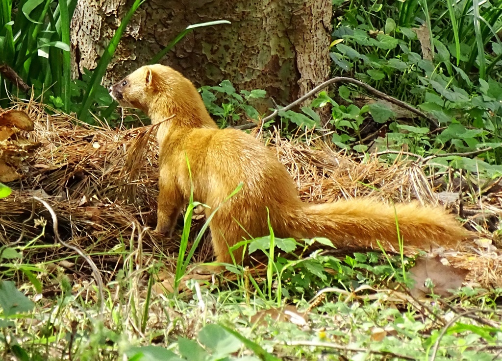 イタチくん