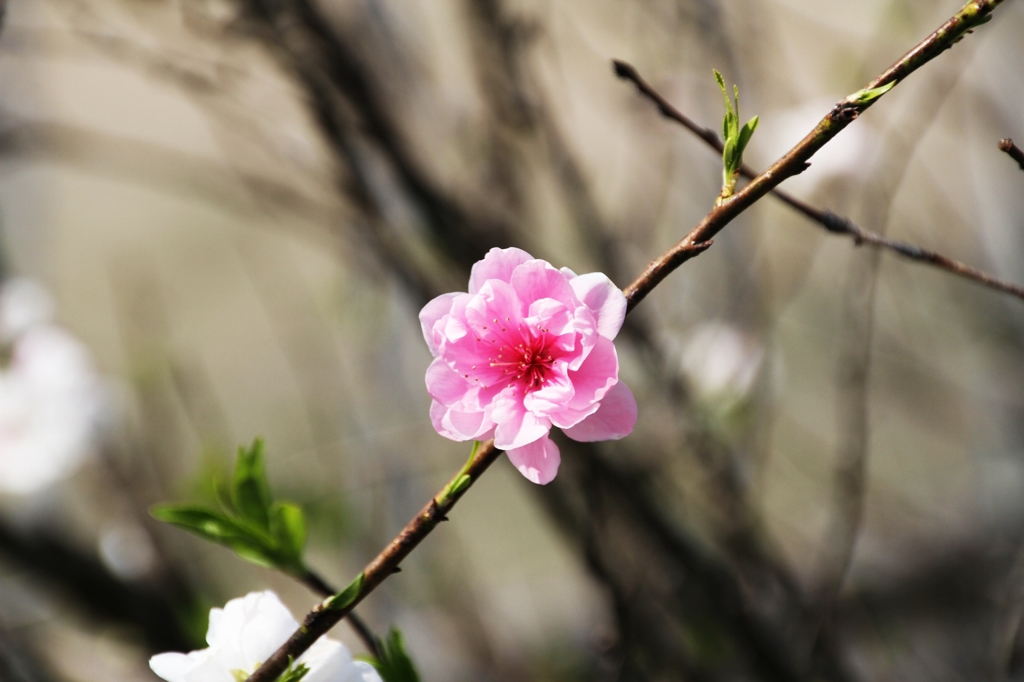 桃の花