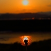 Twilight Dandelion