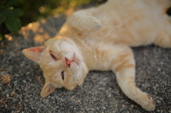 まったり猫ちゃん