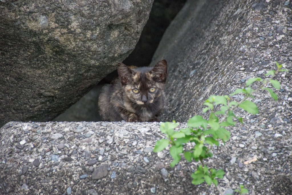 サビちゃん