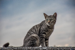 キングの風格
