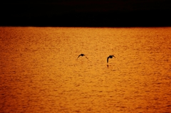 夕暮れの鳥たち
