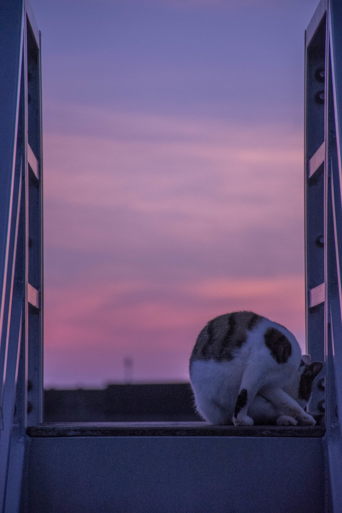 夕暮れのニャン