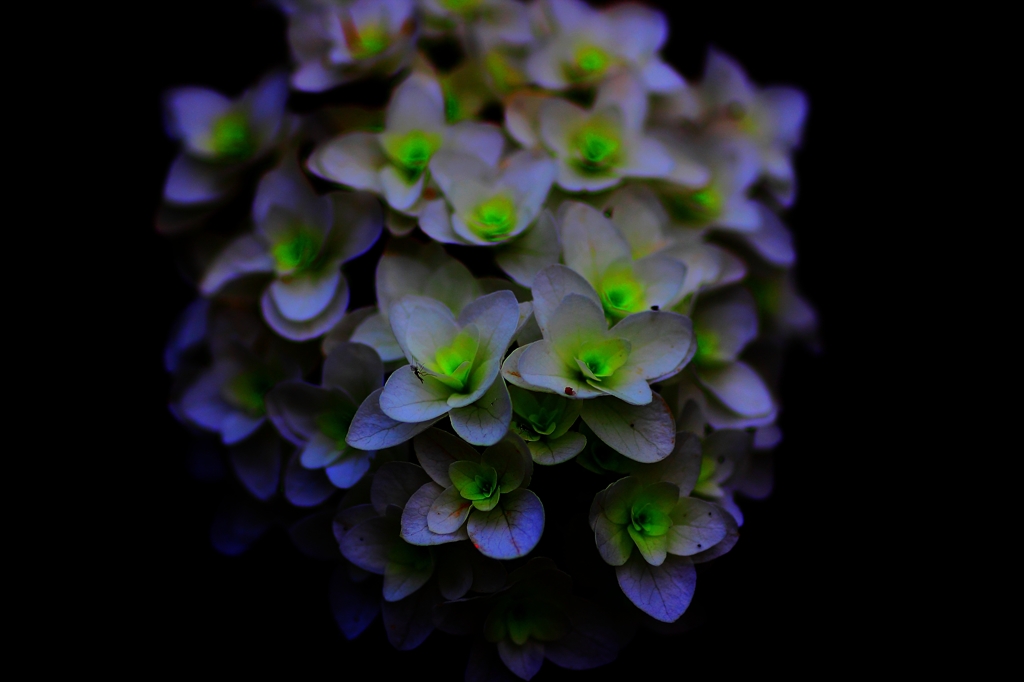 DPP_0029