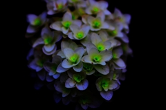 DPP_0029