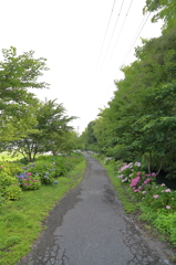 紫陽花小道-2-