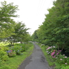 紫陽花小道-2-