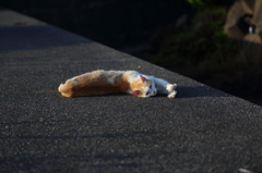今日はいい天気だったニャン