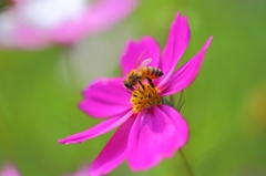Bee sucking nectar 2