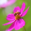 Bee sucking nectar 2