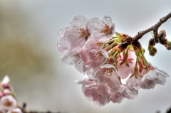 桜　HDR