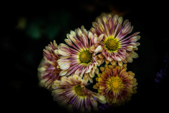 Chrysanthemum of darkness