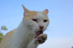 ぺろぺろ