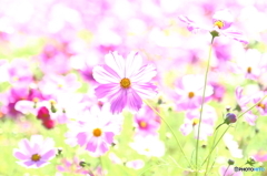 秋桜