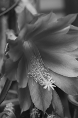 DPP_2078