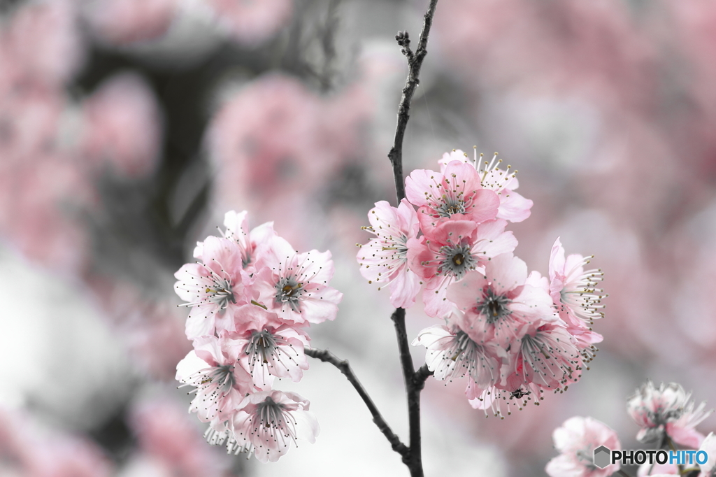 桜ちゃん