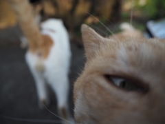 ニャンだこれ？