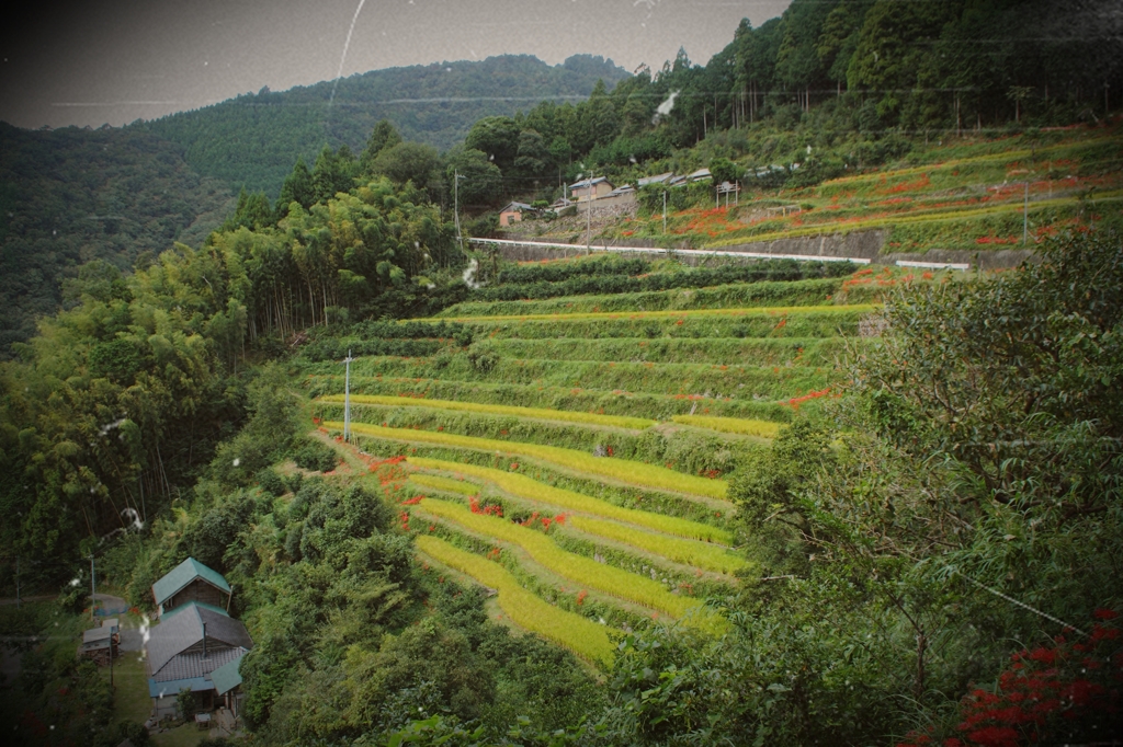 土佐山の棚田