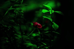 紅一点