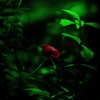 紅一点
