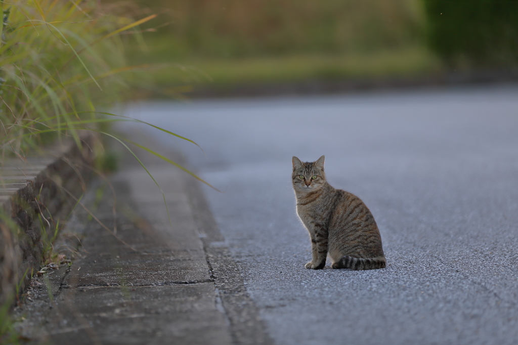 にゃんこ